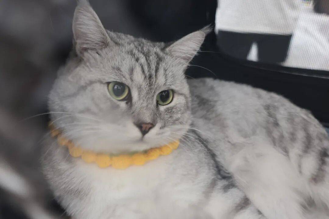 第60届西安宠物领养日不朽情缘正规网站邀